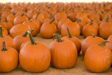 Horizontal image of pumpkins in a pumpkin patch.