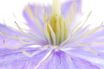 Perspective shot of blue clematis flower