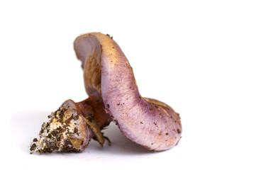 champignon russule acre