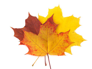 Fall yellow and red Maple leaves on white background