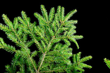 green fir branches with space for your text