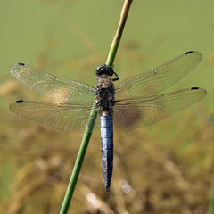 libellule © yves perelli