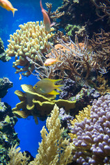 Fototapeta premium Underwater