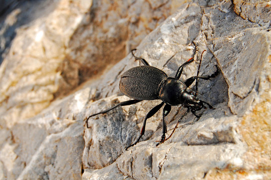 Black Bug