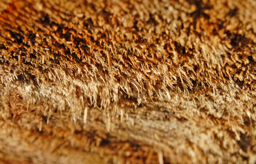 sawed wood