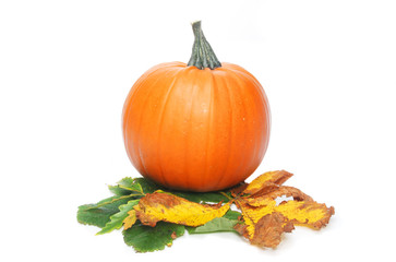 A pumpkin sitting on a group of Autumn leaves
