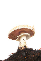 Mushroom in soil isolated against white