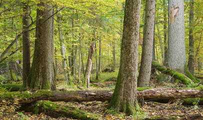 Landscape of forest with lying dead tree © Aleksander Bolbot