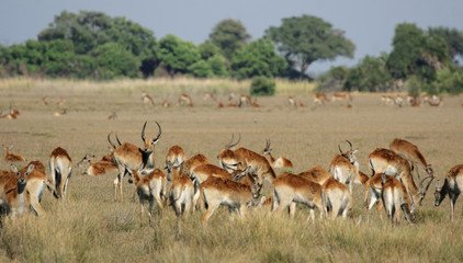 Rote Lechwe Antilopen im Okavango Delta, Botswana