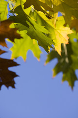 Sun beams in autumn (fall) gold leafs.