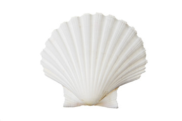 White shell isolated against white background