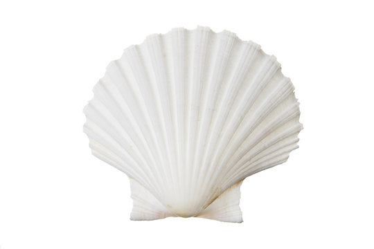 White shell isolated against white background