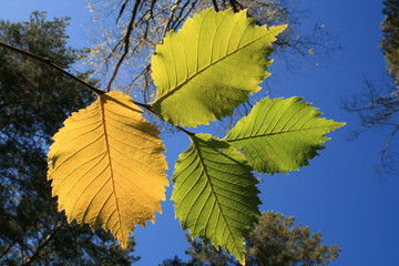 Obraz premium The yellow folios against a sky background.