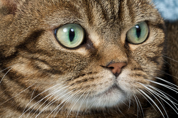 Pretty cat in closeup portrait looking arrogant