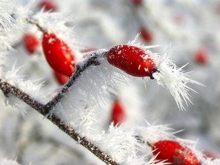 wild rose fruits covered with frost