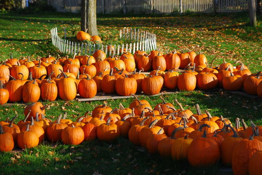 Lots of pumpkins for sale at the pumpkin patch.