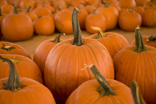 Horizontal image of pumpkins in a pumpkin patch.