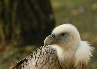 Portrait de vautour