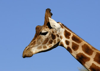 Girafe