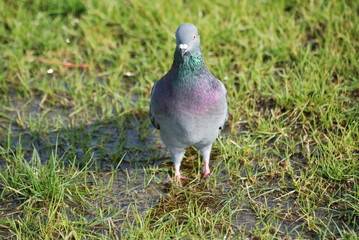 pigeon