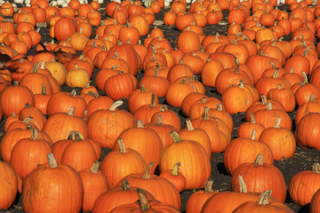Sea of Pumpkins