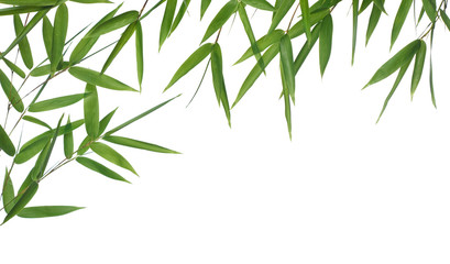 Fototapeta na wymiar bamboo-leaves isolated on a white background