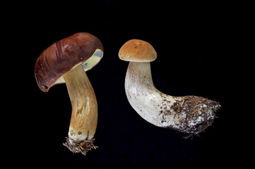 dark boletus and orange birch boletus