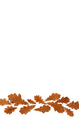 Leaves of an oak of brown color on a white background.