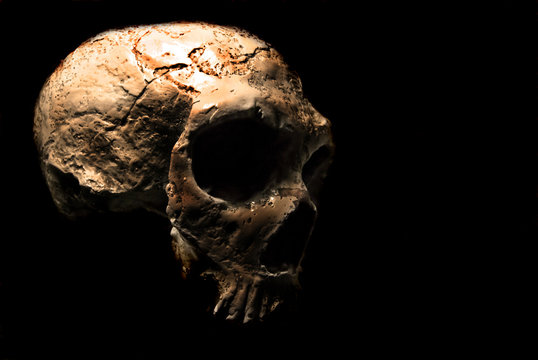 Skull in the dark