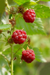 Red wild raspberries soft focus.