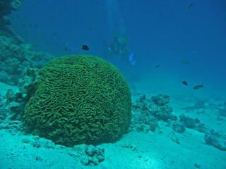 Corail-cerveau en mer Rouge, Égypte