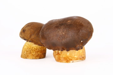 Mushrooms