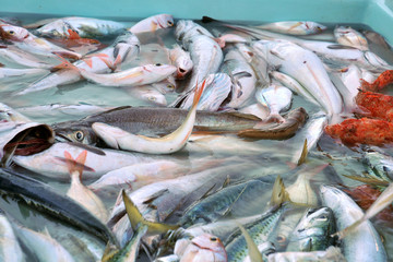 Pour la bouillabaisse