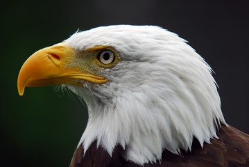 American Bald Eagle