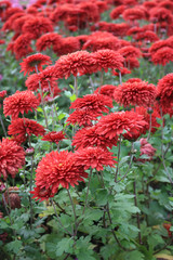 red chrysantemum background