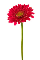 Beautiful brightly red flower on a white background