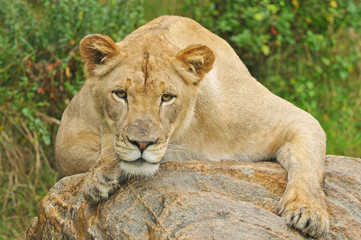 Obraz na płótnie Canvas Zniewolony Lionness Odpoczynek na Boulder