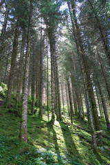 Epicéas dans le Forêt de Noirmont