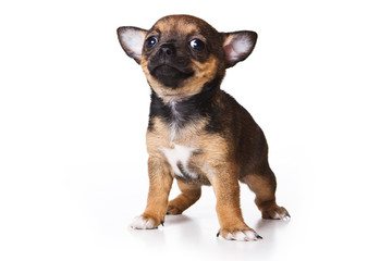 Obraz premium Chihuahua puppy on white background
