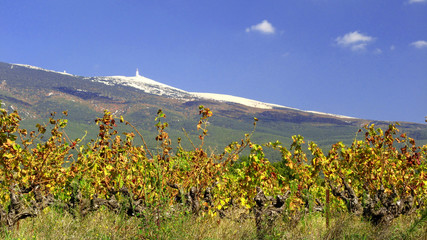 Vignobles au pied du Mont Ventoux