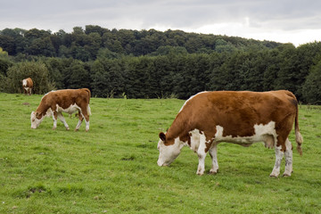 Fototapeta na wymiar Cow and Calf