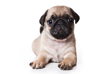 Obraz premium Pug puppy on white background