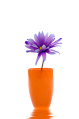 Purple color daisy on white background
