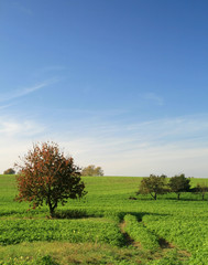 Obraz premium Feld mit Bäumen