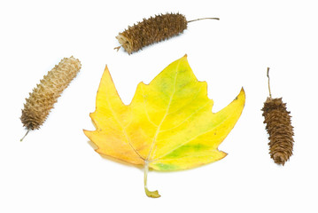 yellow leaves and birch ear-rings on a white background