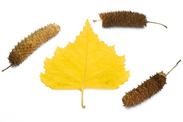 yellow leaves and birch ear-rings on a white background