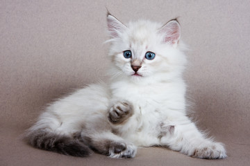 Siberian kitten on grey background