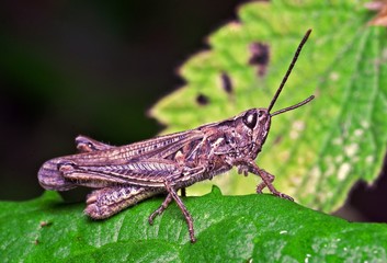 portrait of the grasshopper