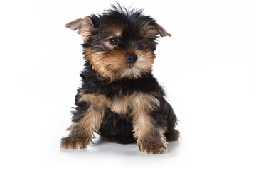 Yorkshire terrier puppy on white background