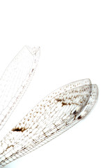 close up of a wings on white background.